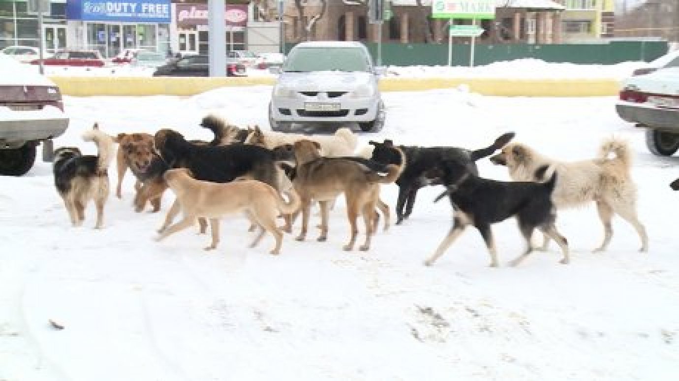 Собаки нападают на людей уже в центре города