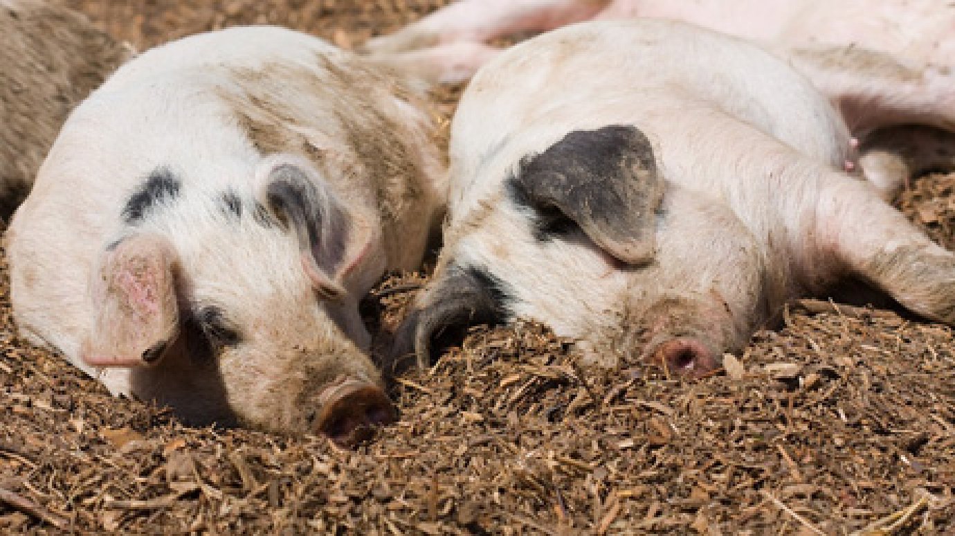 В четырех очагах вспышки вируса АЧС умертвили 1 445 свиней