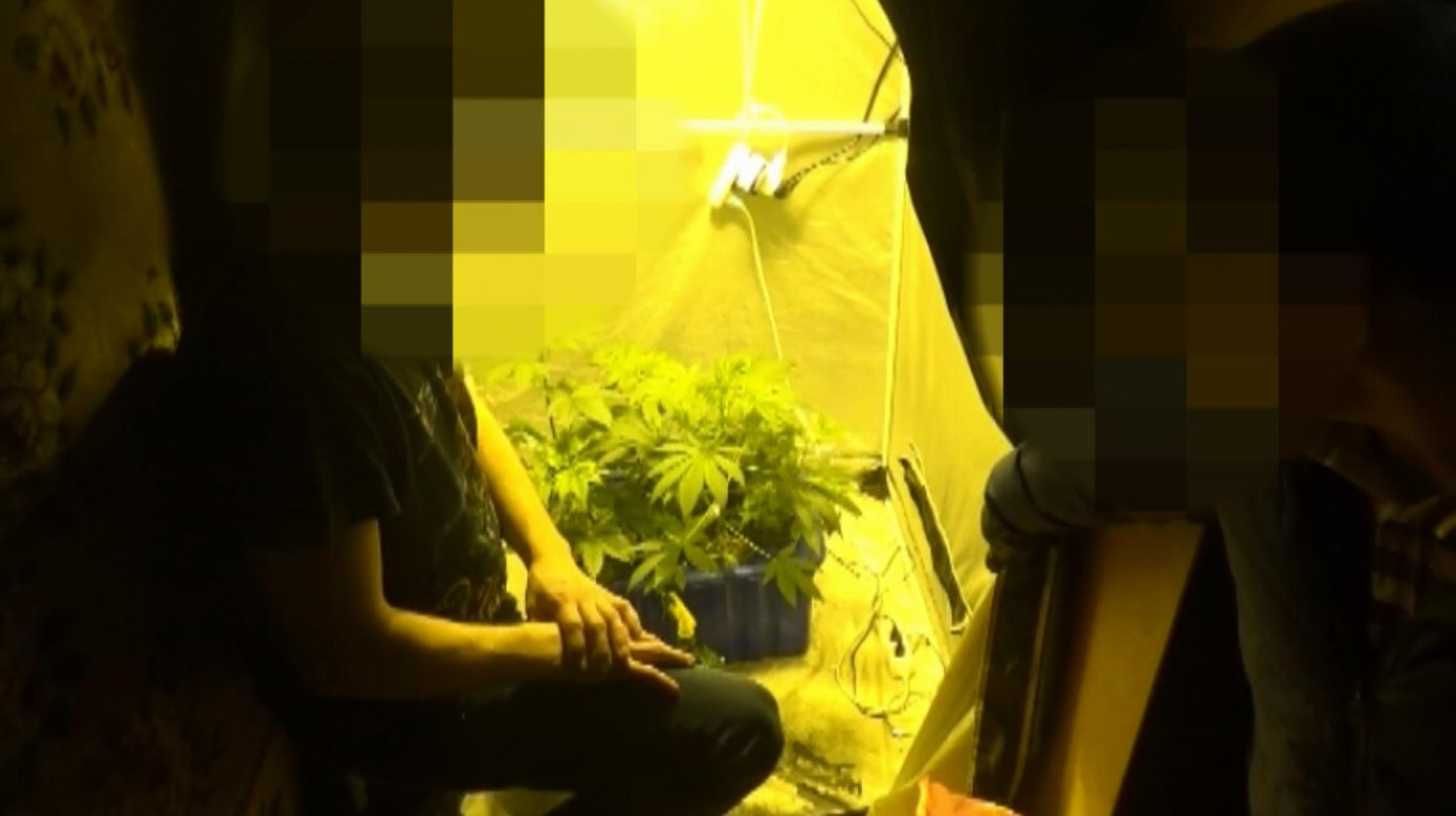26-летний музыкант из Кузнецка выращивал в спальне коноплю