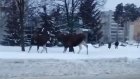 Жительница Заречного сняла на видео лосей по дороге на работу