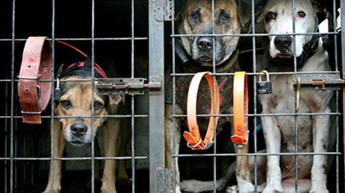 В Россию отказались пустить 14 польских собак