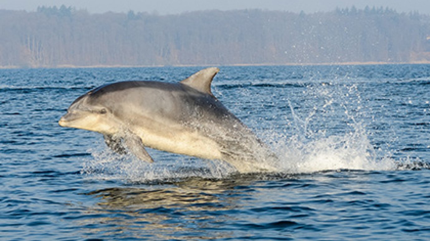 Российские военные закупят пять дельфинов-афалин