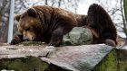 В Хабаровске медведь вырвался из клетки и напал на женщину