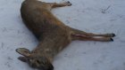 В Лопатинском районе осужден браконьер, застреливший двух косуль