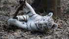 В Крыму Тигрюля родила четырех тигрят