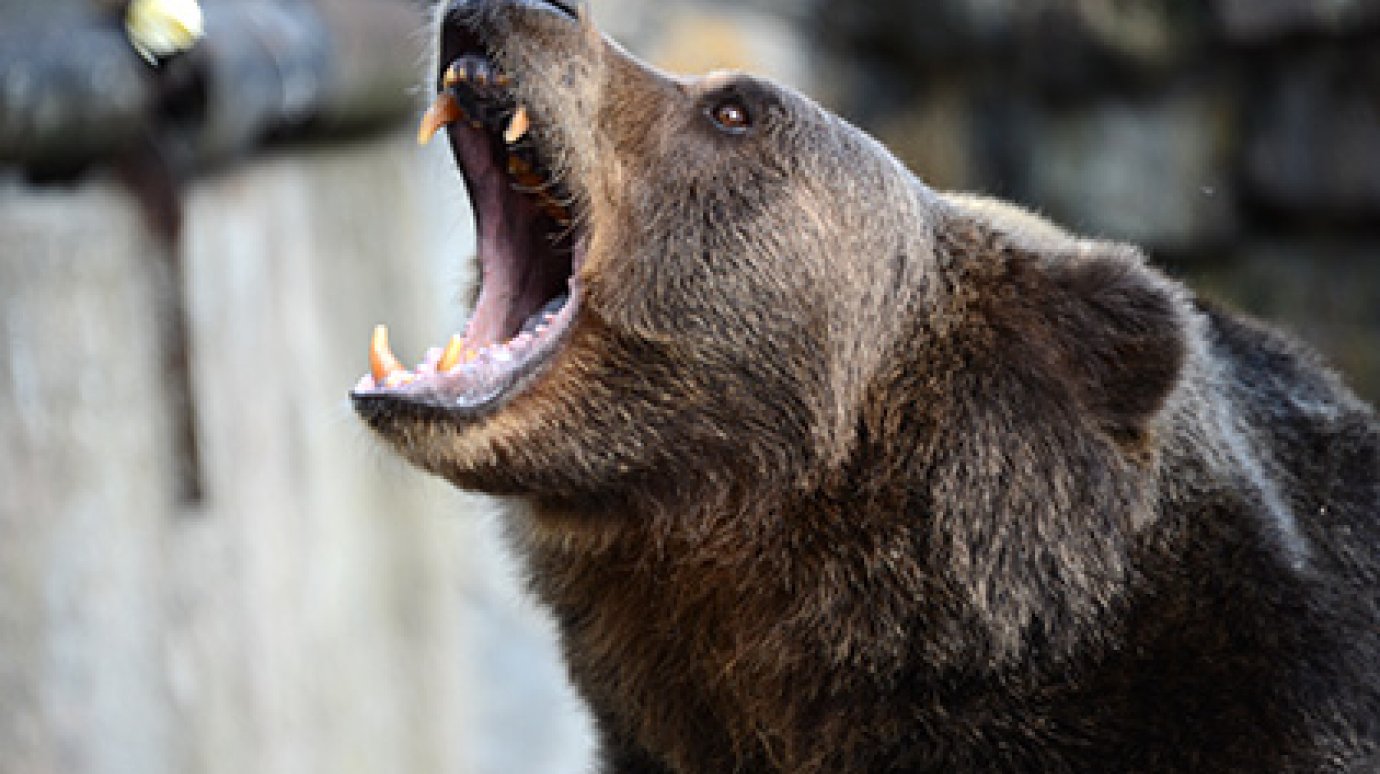 В Благовещенске медведь укусил решившую покормить его пьяную туристку