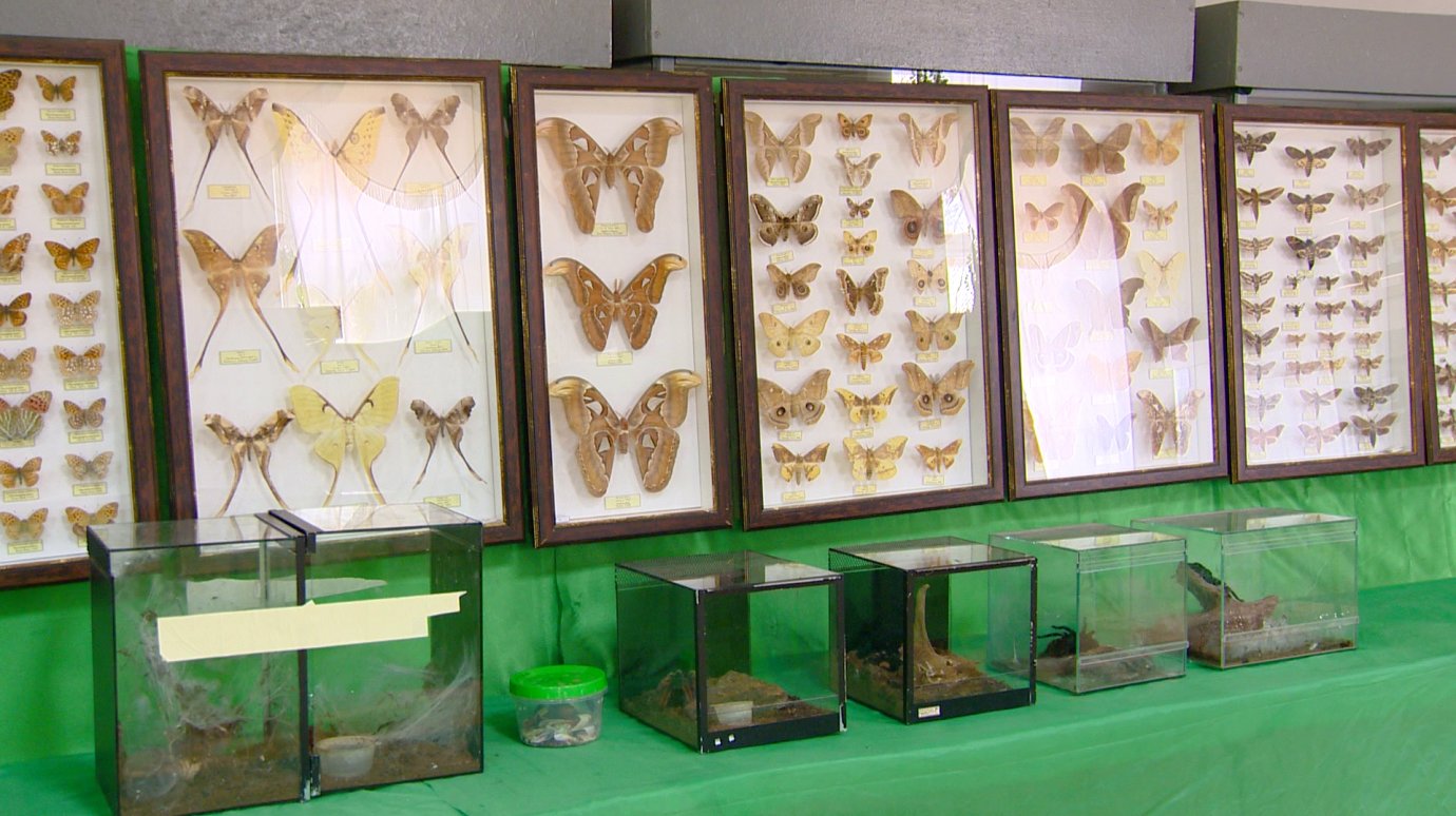 В Пензу привезли уникальную коллекцию бабочек