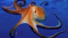 Ученые узнали о захвате Мирового океана осьминогами и кальмарами
