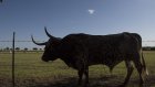 В Наровчатском районе бык забодал работника фермы