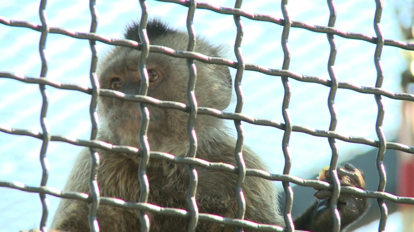 В Пензенском зоопарке провели показательное кормление обезьян