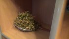 Житель Пензы выращивал коноплю дома в шкафу