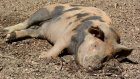 В Пензенском районе зафиксирована новая вспышка чумы свиней
