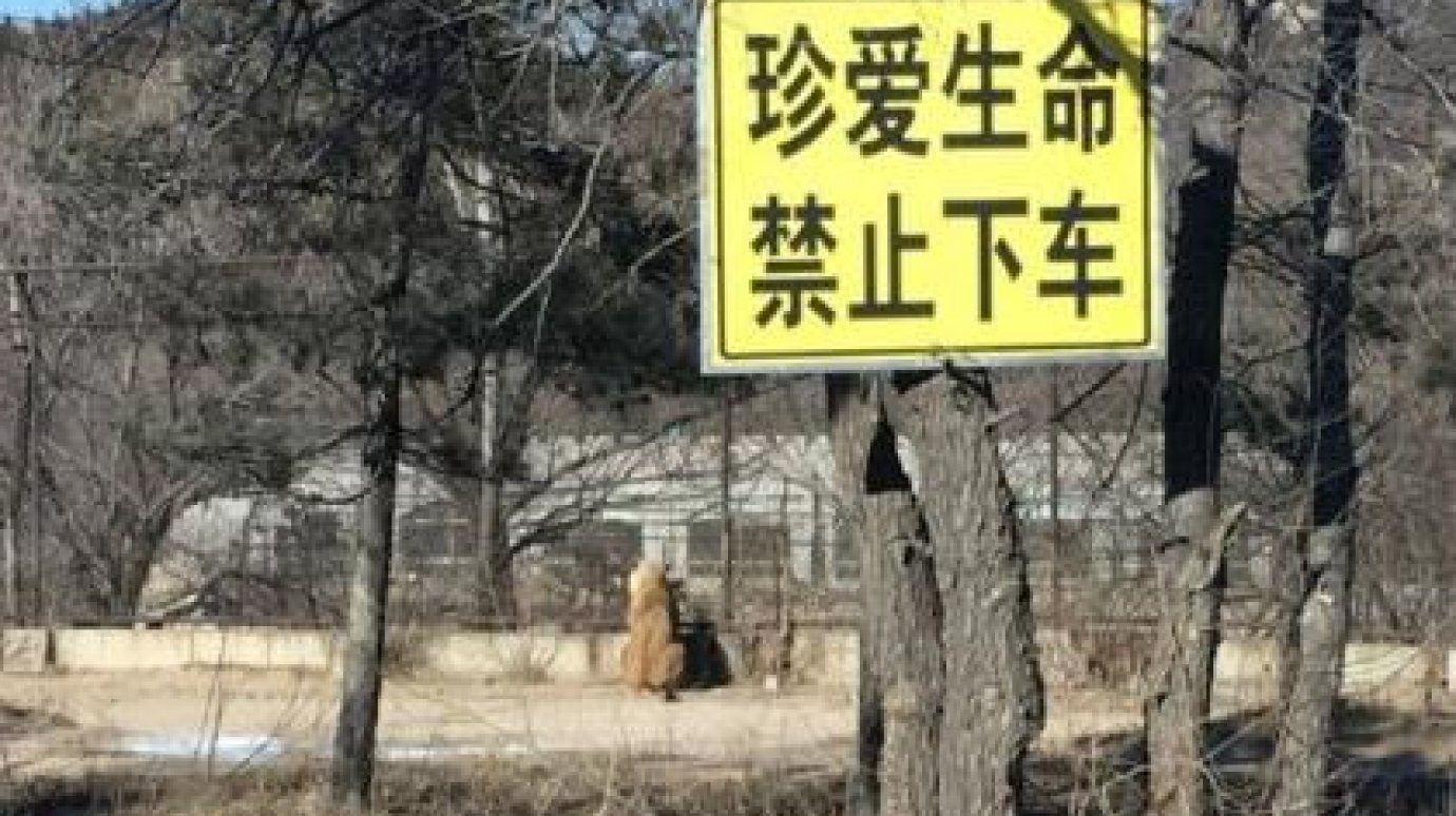 Тигр напал на посетителей сафари-парка в пригороде Пекина