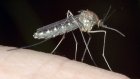 В Швеции прошел чемпионат по ловле комаров