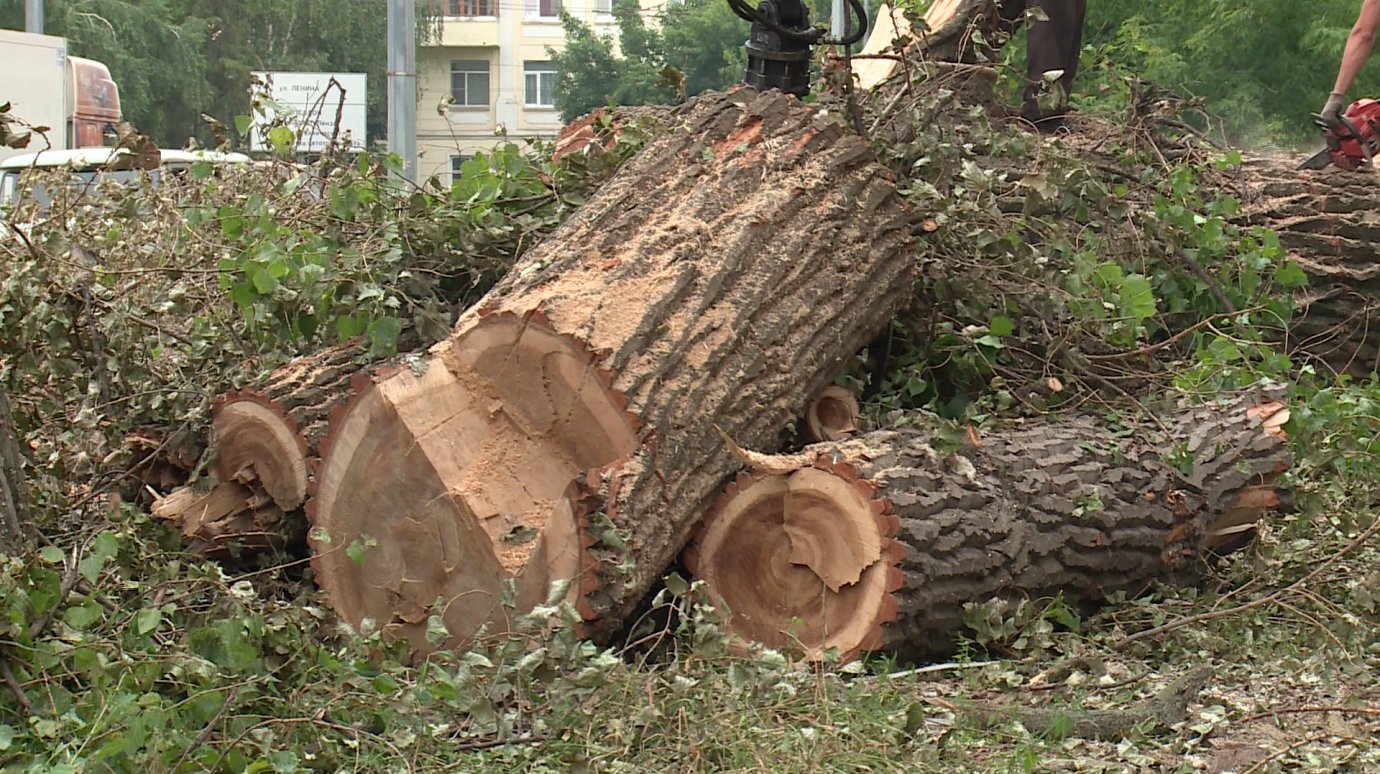 На улице Ленина спилили аварийные деревья