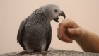 Пензенский зоопарк продает попугаев с физическим недостатком