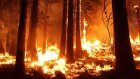 Минлесхоз просит пензенцев оперативно сообщать о пожарах в лесах