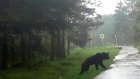 В Приморье застрелили забравшегося в детский сад медведя