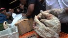 Полиция Индонезии изъяла у подпольных торговцев 657 замороженных муравьедов