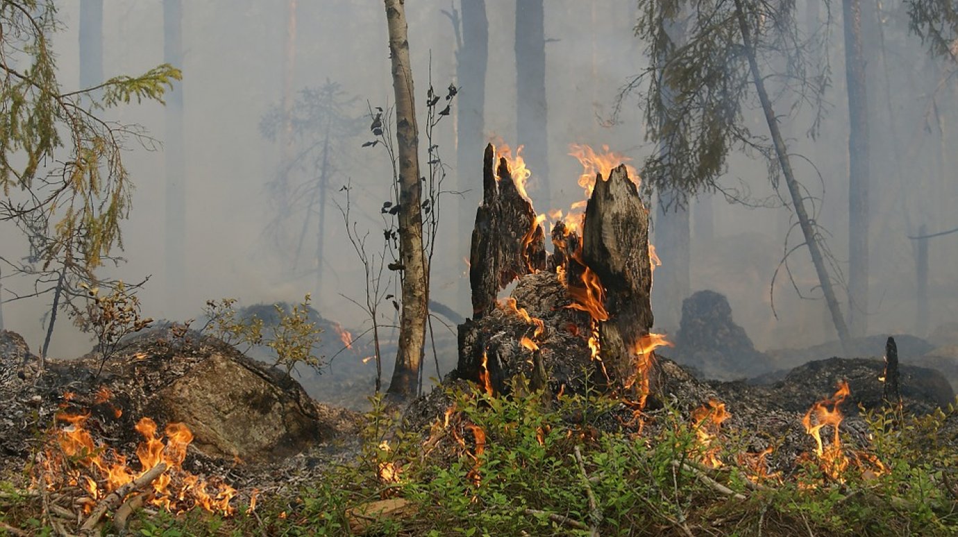 Пожар в Кузнецком лесничестве был оперативно потушен
