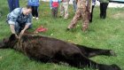 Медведя застрелили возле школы в Амурской области