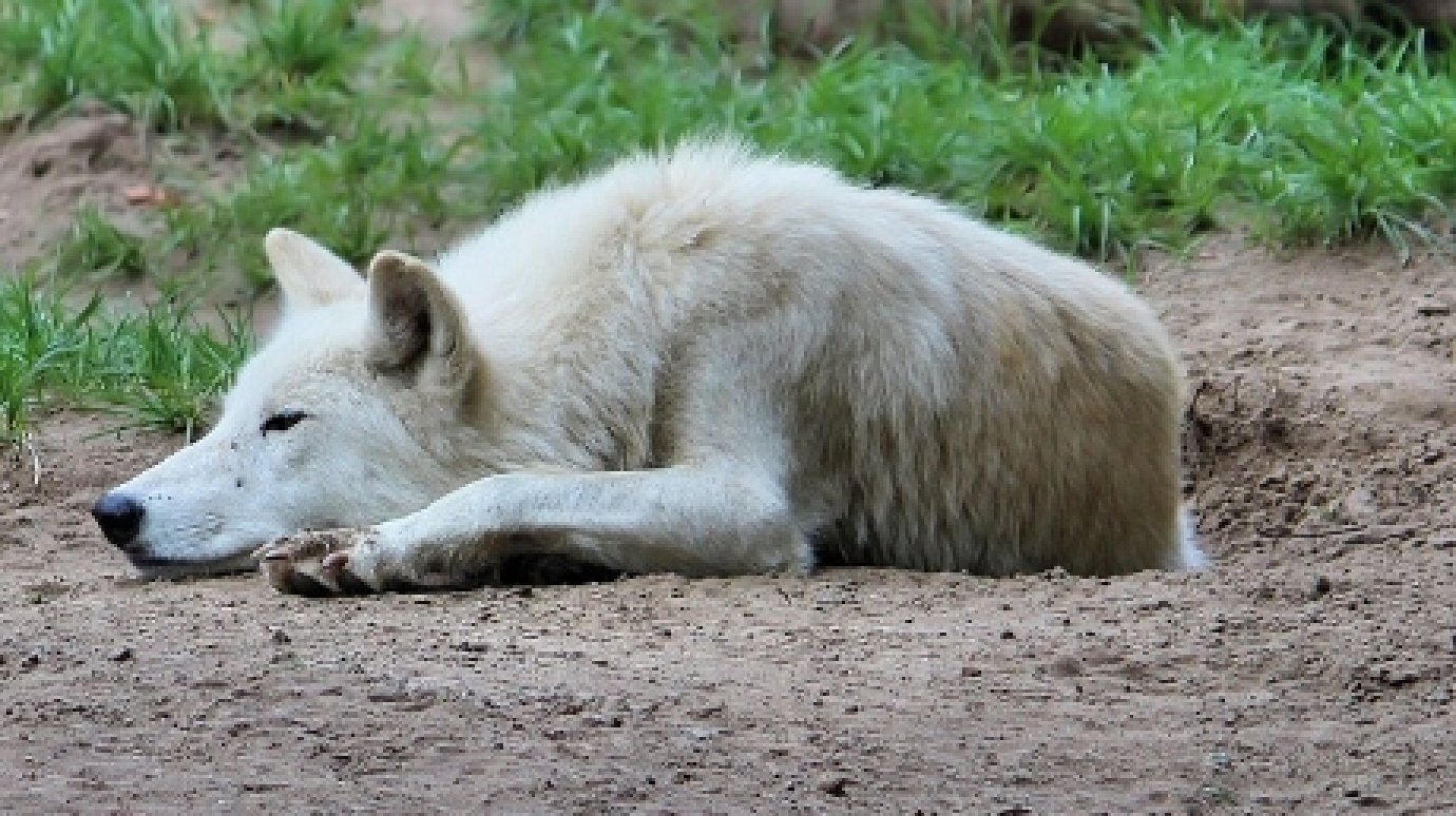 В Пензенском зоопарке может появиться арктический волк