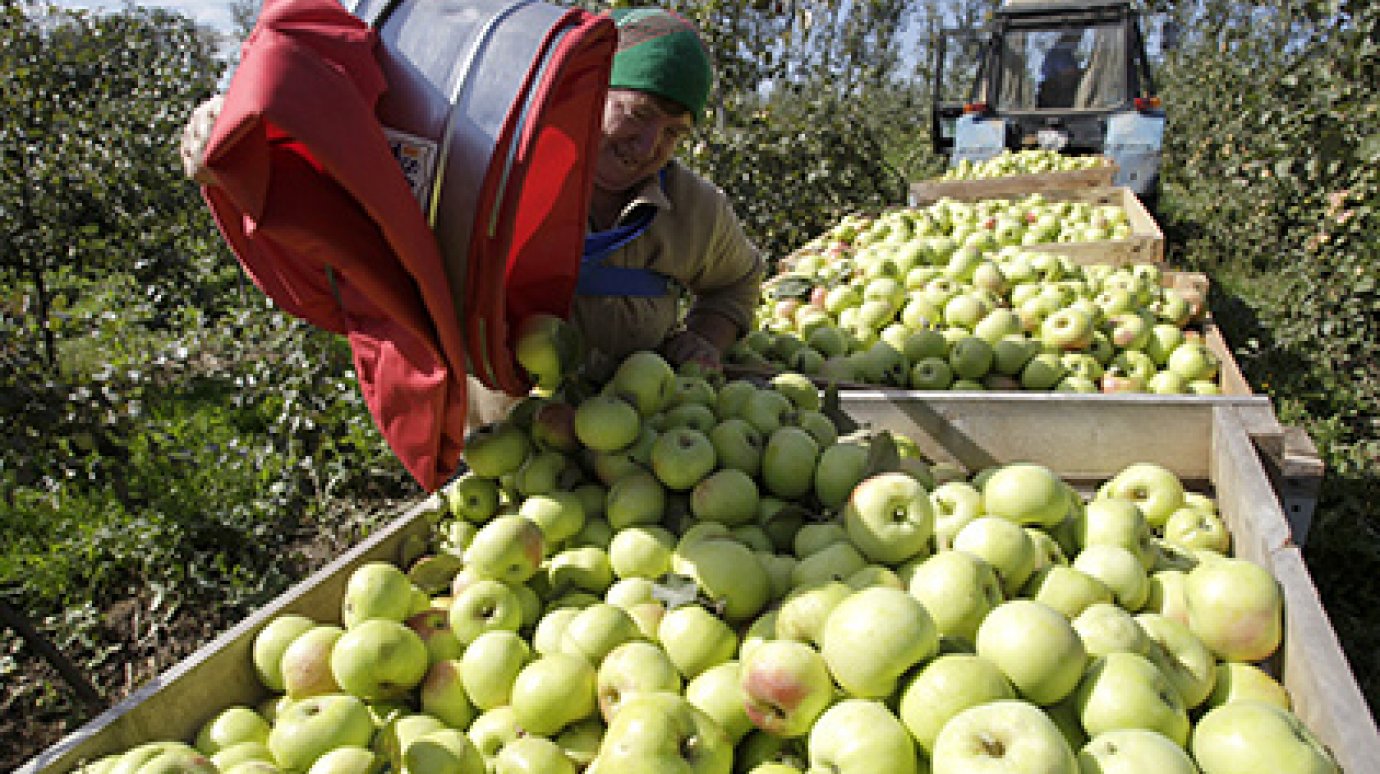 Белорусский экспорт яблок в Россию в пять раз превысил собранный урожай