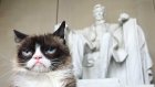 Сердитый котик посетил мюзикл «Кошки»