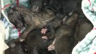 Неизвестные выбросили коробку с новорожденными щенками в Терновке