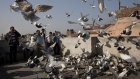 В Индии задержали 150 голубей по подозрению в шпионаже