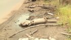 Обочину дороги на Крымской завалили мусором