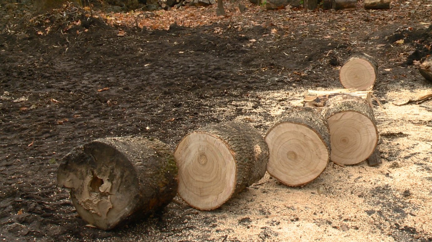 В районе Совхоз-техникума варварски вырубают вековые деревья
