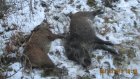 В Пачелмском районе охотники незаконно убили двух кабанов