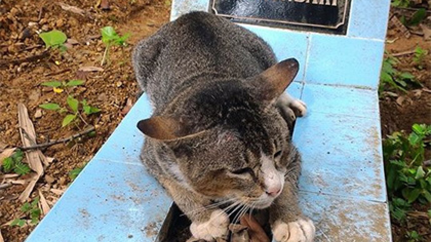 В Индонезии кошка год прожила на могиле своей хозяйки