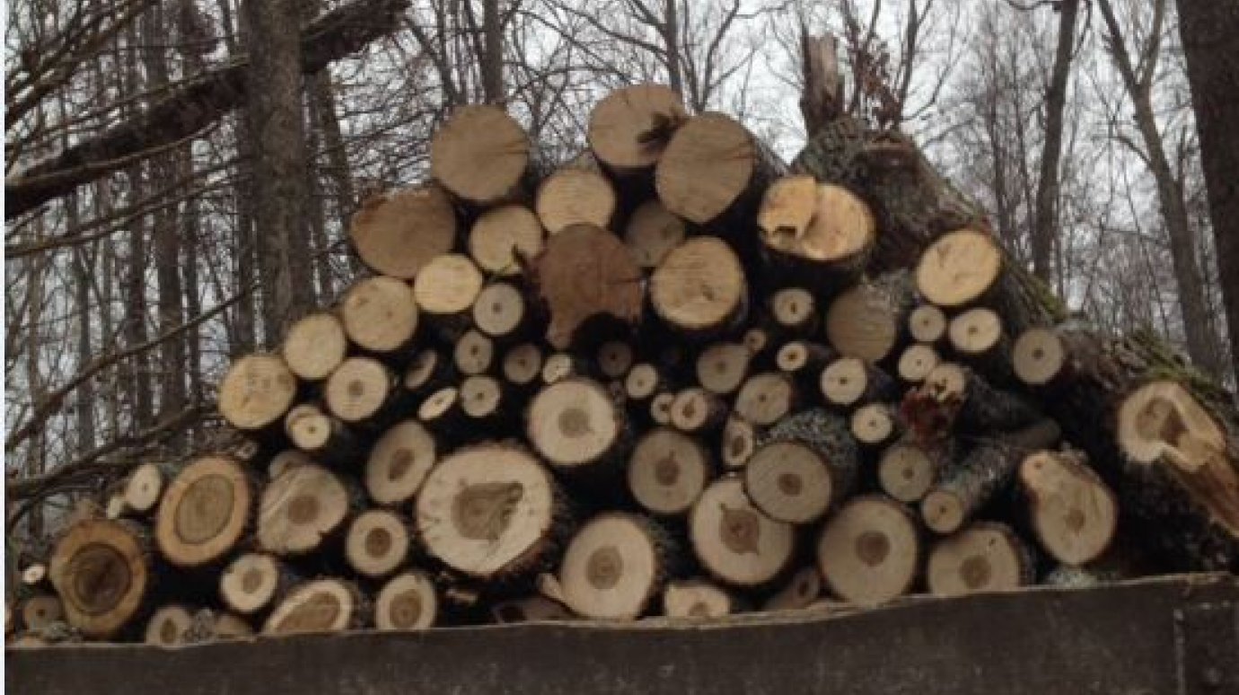 30-летний сельчанин подозревается в хищении 10 куб. м древесины дуба