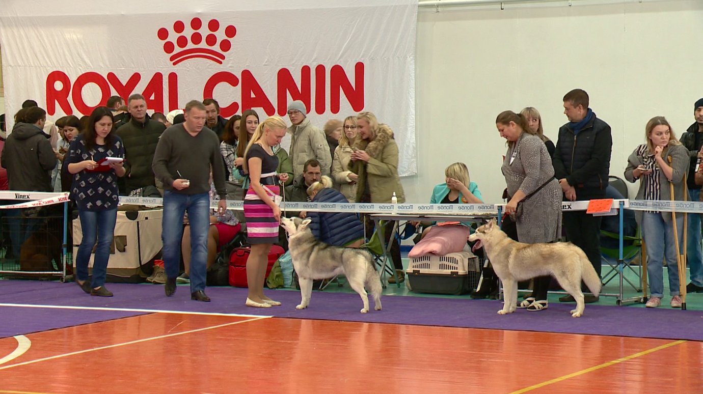 В Пензе прошла межрегиональная выставка собак