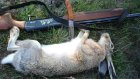 В Иссинском районе браконьеры убили двух зайцев