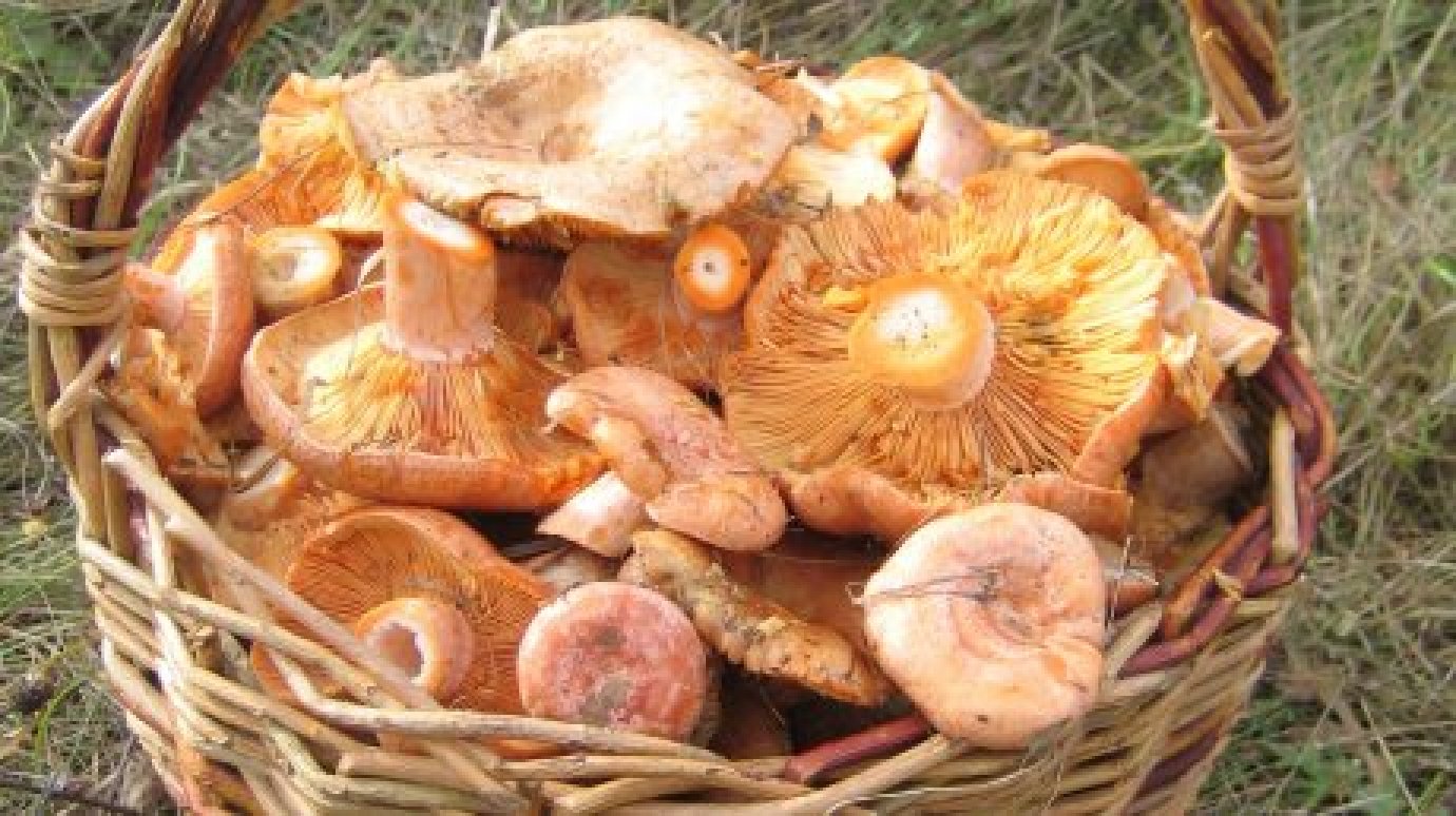 Сельчанка лишилась 3 000 рублей, продавая грибы через Интернет