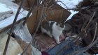 Сердобольная пензячка построила приют для бездомных кошек