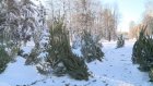 Заместитель мэра Андрей Шевченко пообещал елки детсадам и школам