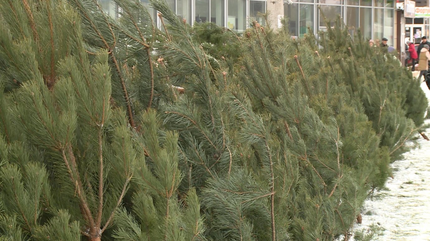 Пензенская область обеспечит Крым новогодними елками