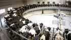 «Русская молочная компания» подвела первые итоги года