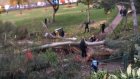 В США упавшее дерево убило участника свадьбы