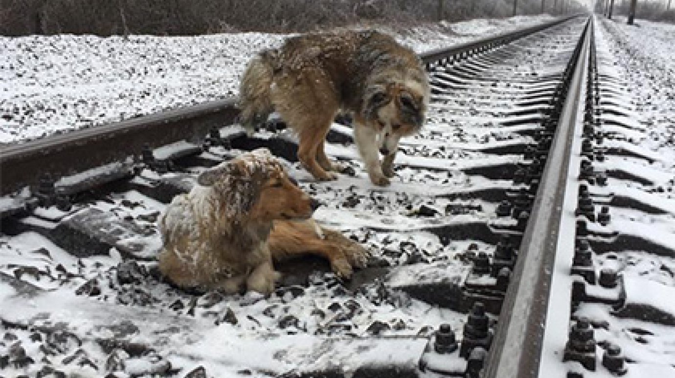 Пес два дня ложился под поезд ради спасения замерзшей подруги от холода