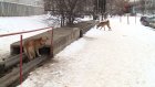 На улице Кижеватова хозяйничают бродячие псы