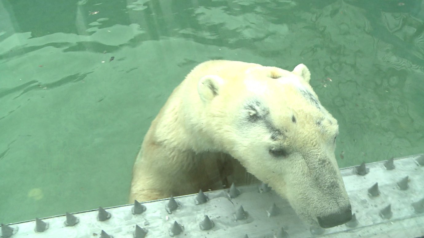 В зоопарке планируют построить еще один вольер для белого медведя