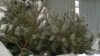 Пензенцы начали избавляться от новогодних елок