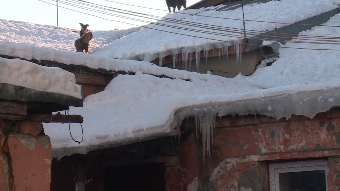 На крыше дома на Бакунина поселилась стая собак