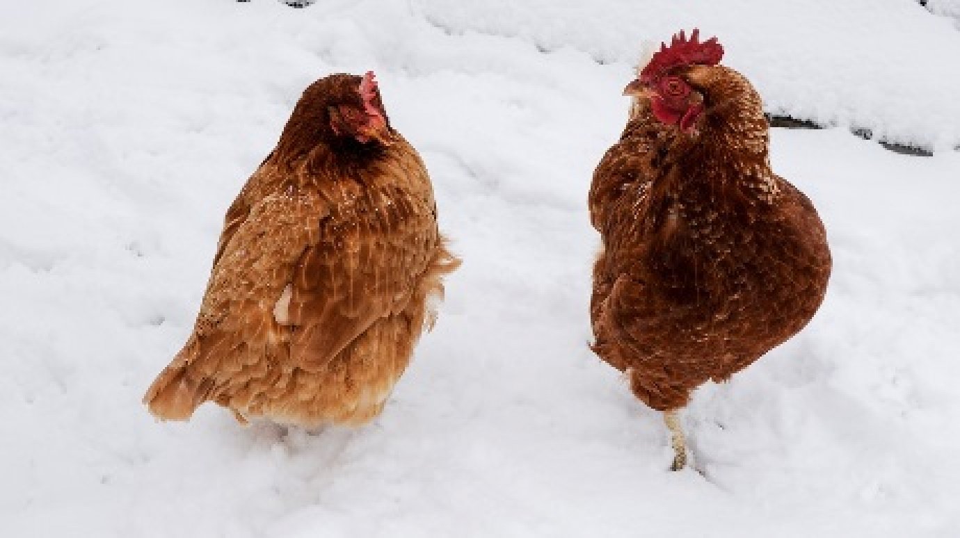 Россельхознадзор предупреждает пензенцев об опасности птичьего гриппа