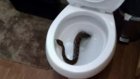Техасскую семью спасли от 24 гремучих змей